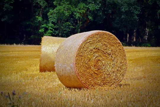 straw-bales-1510191_960_720.jpg