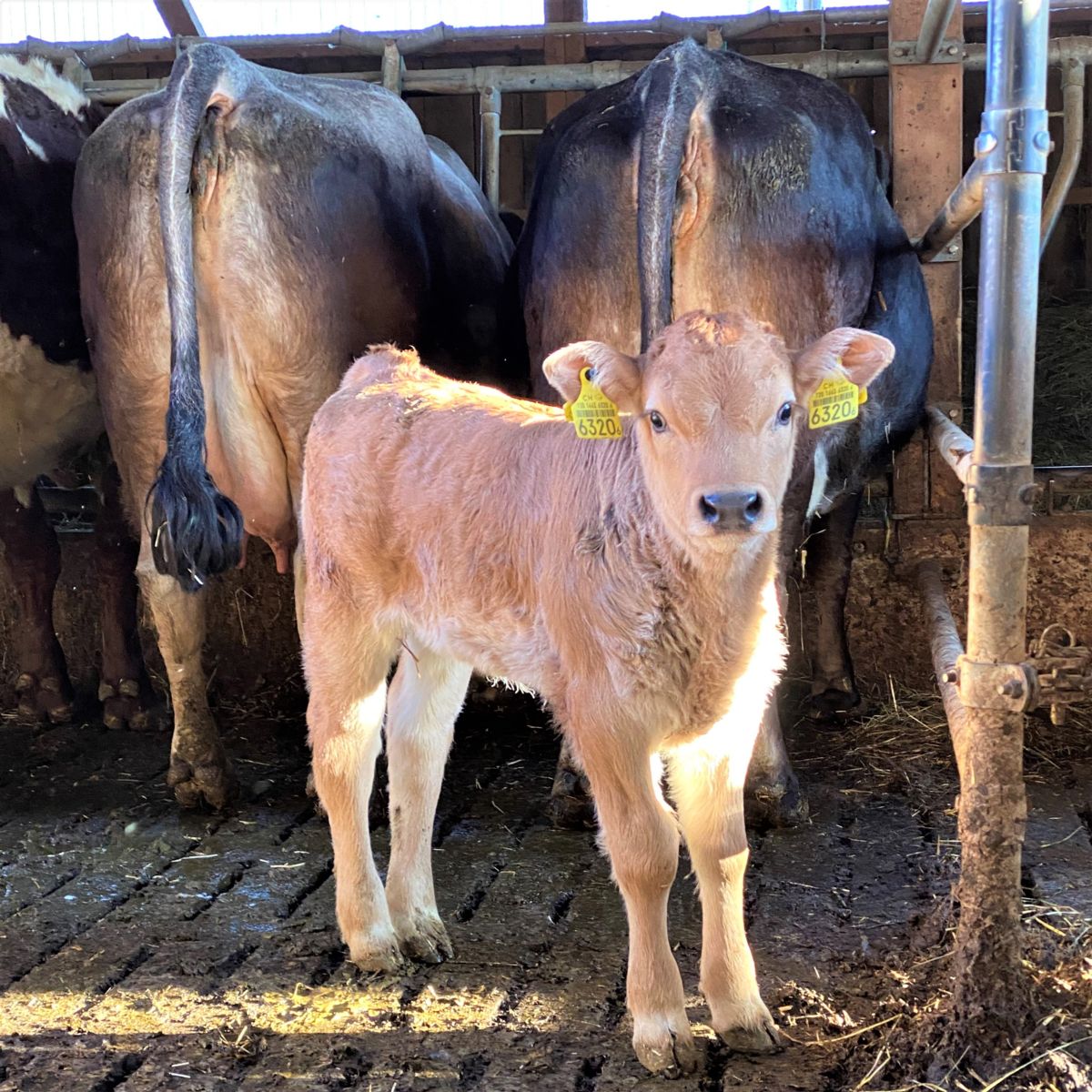 Das Kalb kam Mitte Januar zur Welt